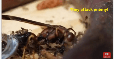 time lapse ants eating brains